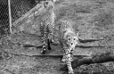 Geparder i Zoo