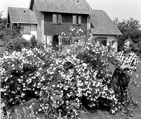 Kunstneren Ib Bluitgen i sin have i Bistrup ved Birkerød.
04-07-63.
6x6, jpeg, 300 dpi, size: 1 - 2 MB.
Printsize: 25 cm. g6345001.jpg