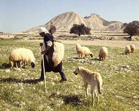 Greek shepherd