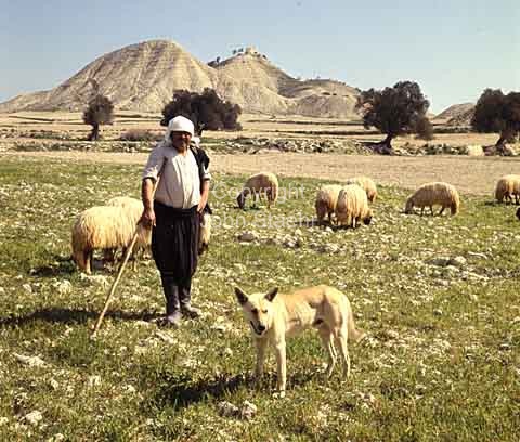 Greek shepherd