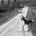 Reindeer in traffic