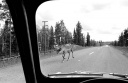 Reindeer in traffic