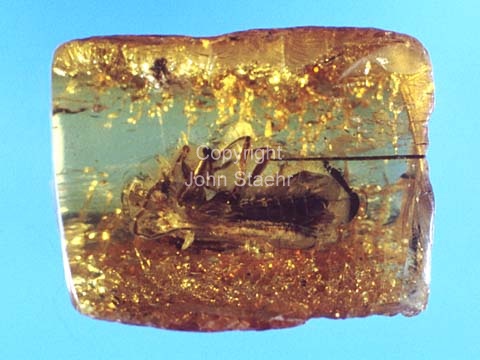 Amber with insect caught in the resin 45 - 55 mill. yers ago.
mar-1984.
24x36, diapos, tiff, 300 dpi, size: 15 - 18 MB.
Printsize: 25 cm. sa84010203.jpg