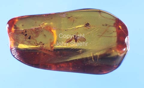 Amber with insect caught in the resin 45 - 55 mill. yers ago.
mar-1984.
24x36, diapos, tiff, 300 dpi, size: 15 - 18 MB.
Printsize: 25 cm. sa84010210.jpg