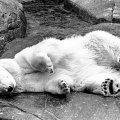 Polar bear