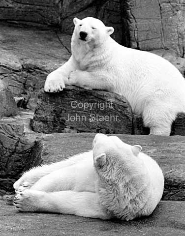 Polar bear cubs in Copenhagen zoo
31-03-64.
24x36, tiff, 300 dpi, size: 4 - 7 MB.
Printsize: 25 cm. sa64162705.jpg